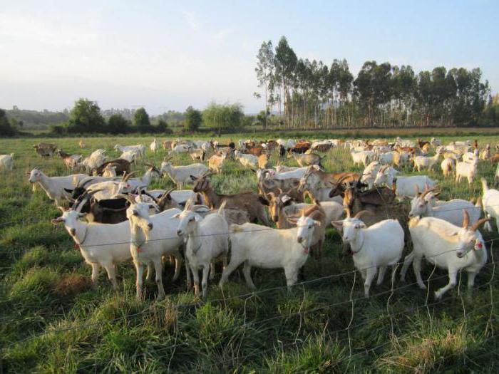 Krmna krma za koze