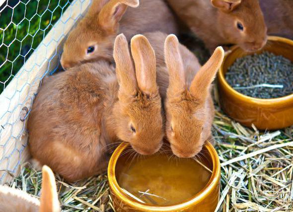 какво да се хранят зайци през зимата у дома