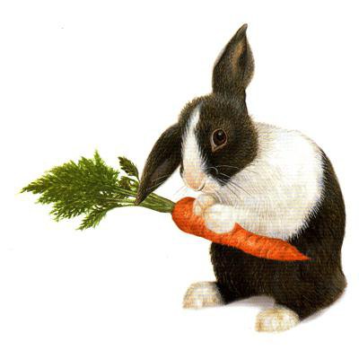как да се хранят зайци през зимата навън