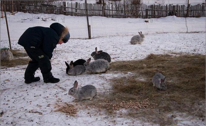 колко пъти на ден се хранят зайци през зимата