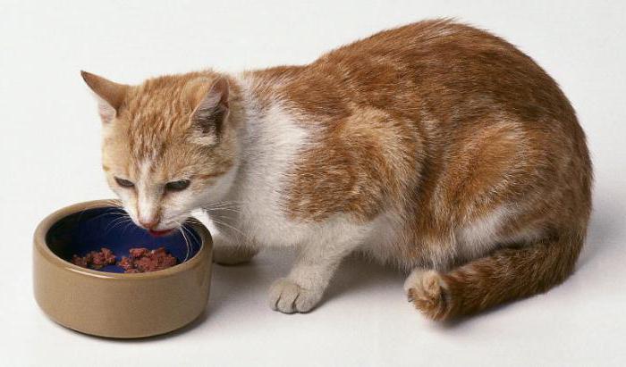 какво да хранят котката у дома