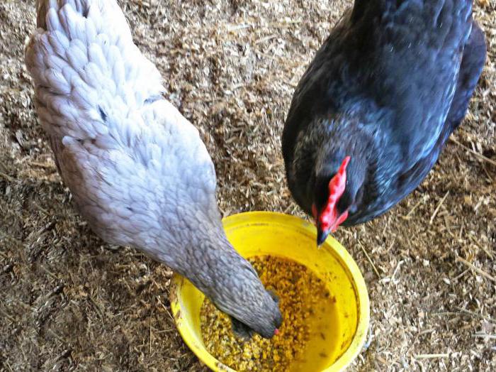 što hraniti domaće kokoši