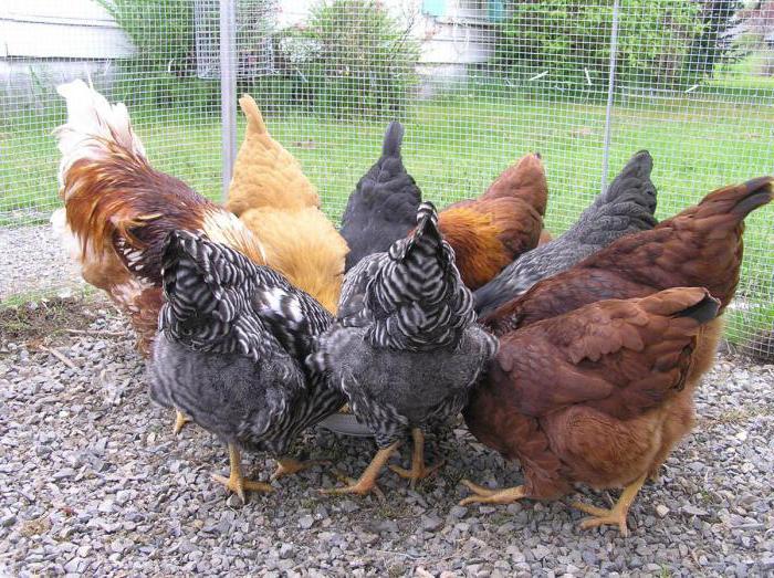 как да се хранят пилета