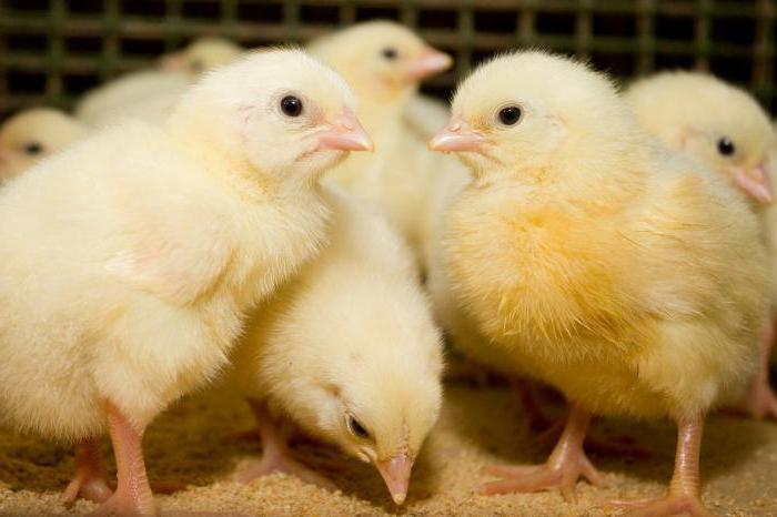 što hraniti kokoši u prvim danima života