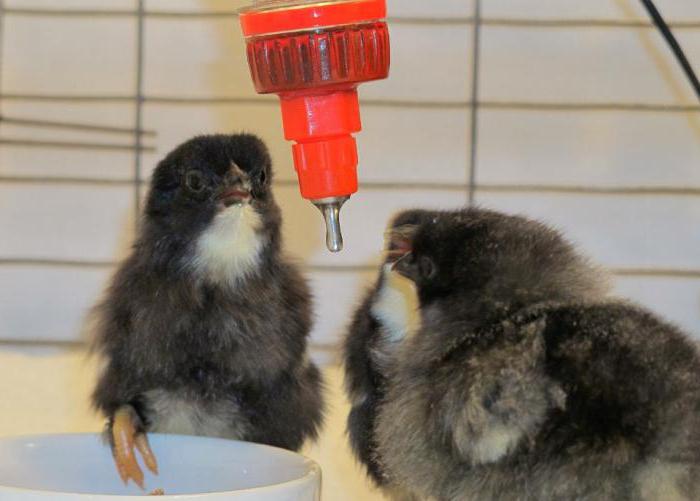 какво да се хранят пилетата в първите дни от живота след инкубатора