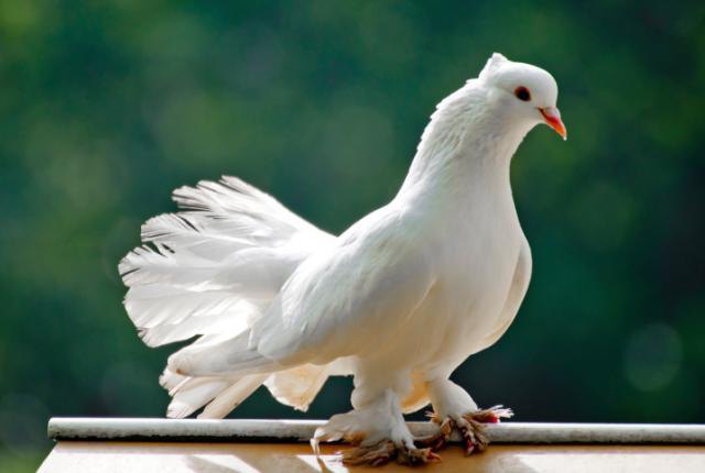 украсне врсте голубова