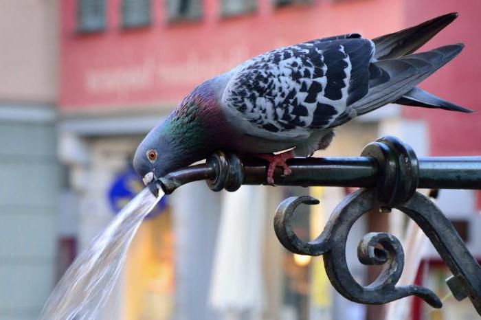 kaj nahraniti domače golobe
