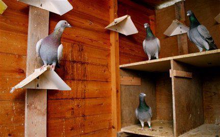 държане на домашни гълъби