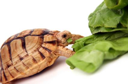 какво да се хранят костенурки