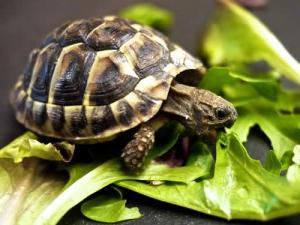 hrana za kornjače