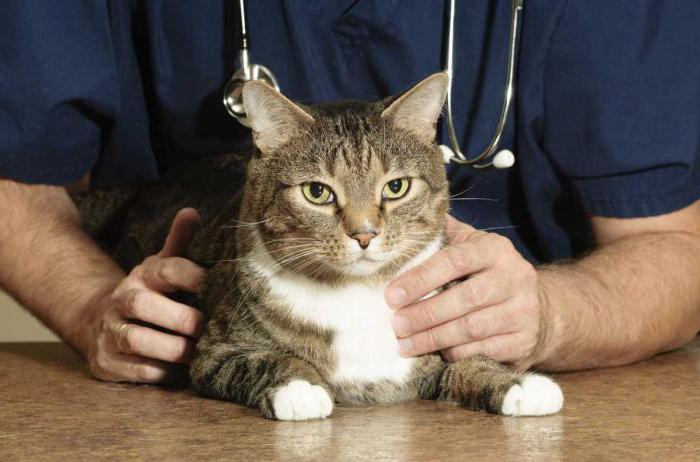 Да ли је могуће дати мачка лоперамиду за дијареју