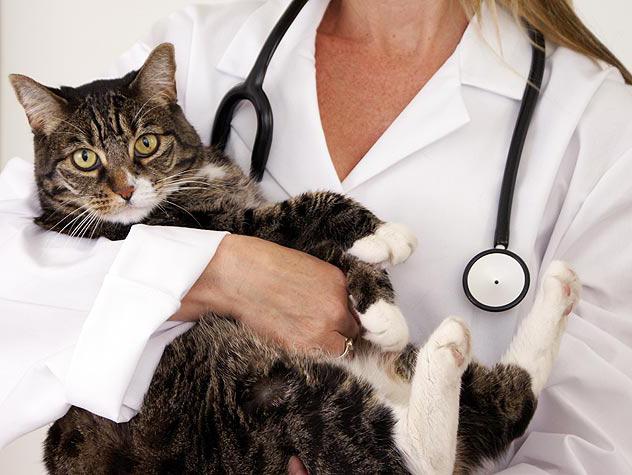 Il gattino ha bisogno di vaccinazioni?