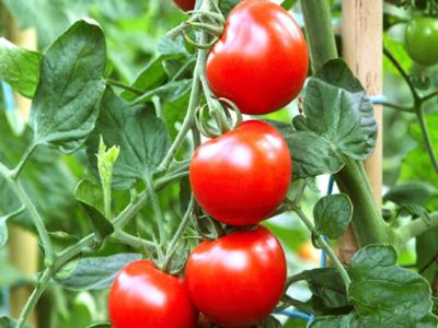 Odmiany pomidorów do szklarni
