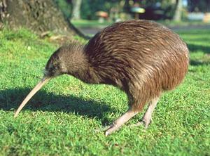 uccello di kiwi