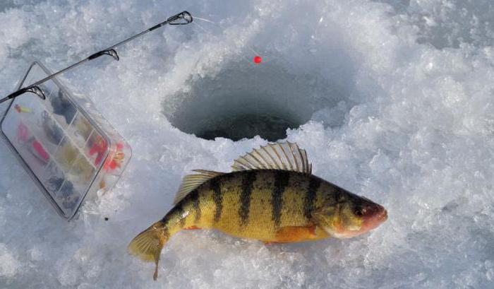 box pro zimní rybolov