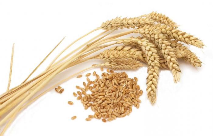 поникване на пшеница