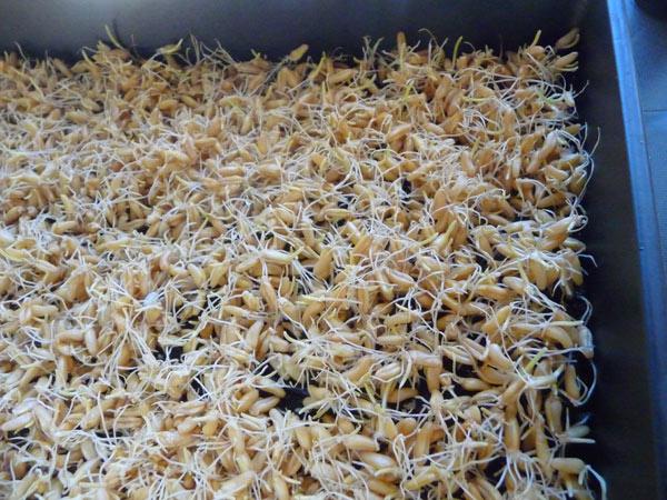vassoio di germinazione del grano