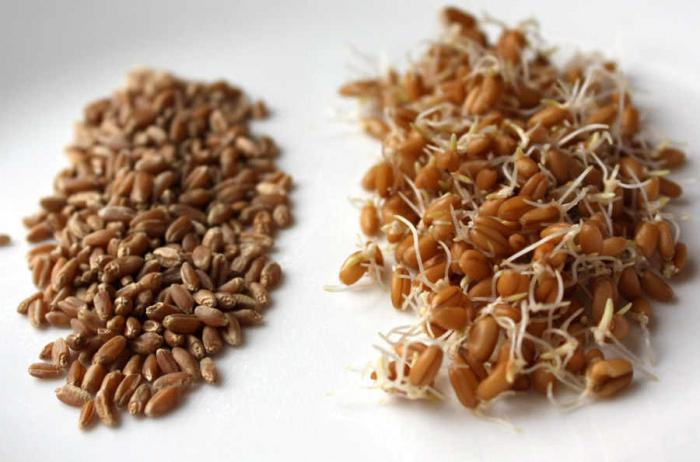 фармација пшеничне клијавости