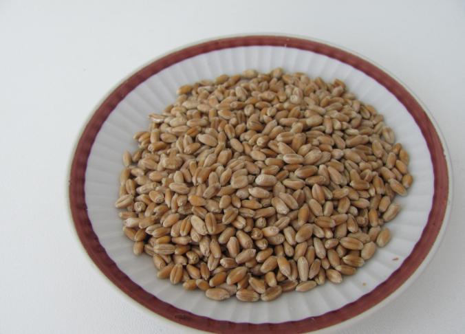 koristi za kalitev pšenice