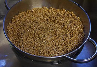 la germinazione del grano per la perdita di peso
