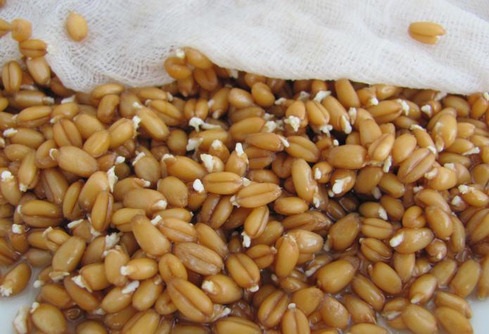 recensioni sulla germinazione del grano