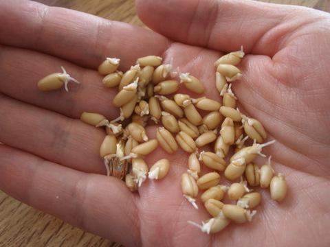 la germinazione del grano per il cibo