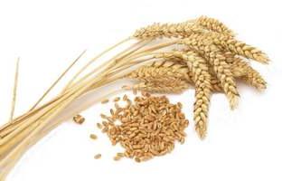 pšenična žita