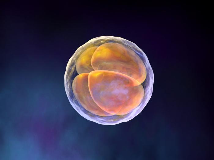 Proces zapłodnienia komórki jajowej