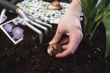 jak zasadit gladiolus