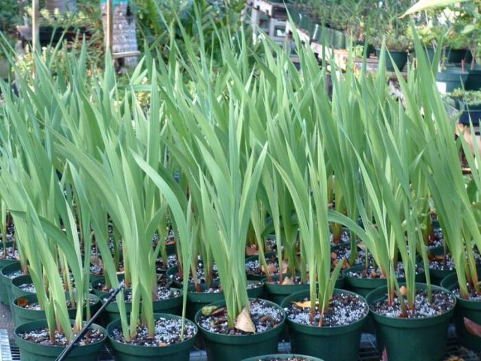 jak na jaře připravit gladiolus