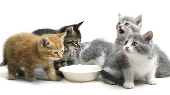 как да превърнем котето в суха храна