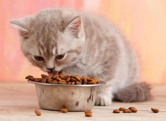 как да превърнем котето в суха храна