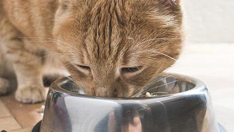 kiedy możesz przenieść kociaka na suche jedzenie