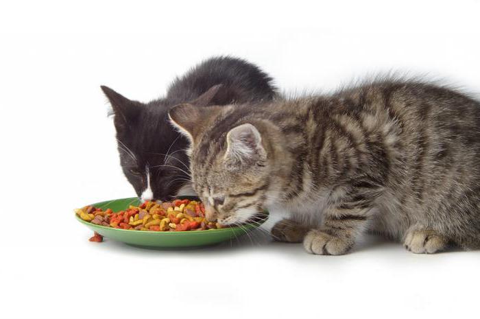 jak przetłumaczyć kota na suche jedzenie