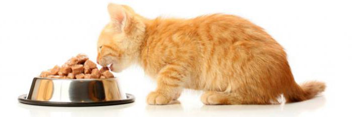 kako prenijeti mačića na drugu suhu hranu