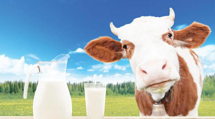 ko lahko otroku damo kravje mleko