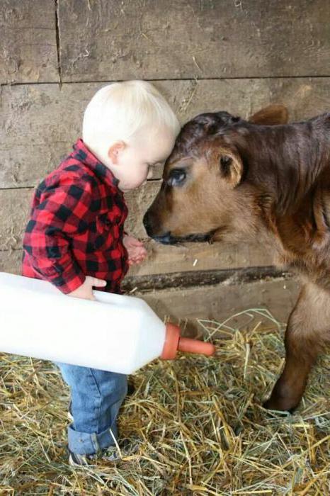 mleko krowie dla dzieci w wieku do jednego roku