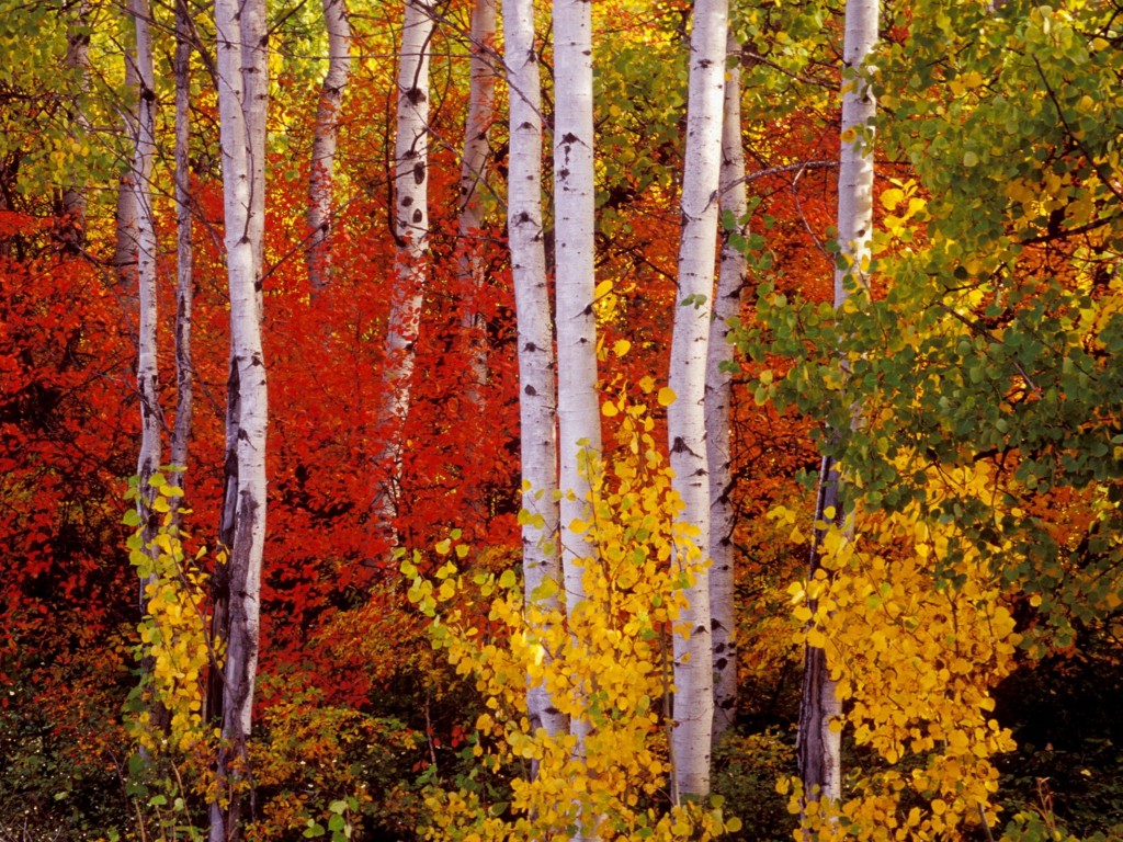 Podzimní les - krásný pohled