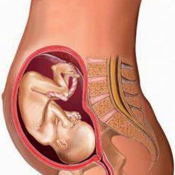 trudnoće kada srce fetusa počne tući