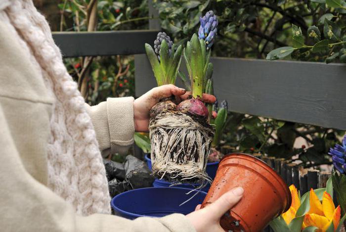 při kopání hyacintu po květu