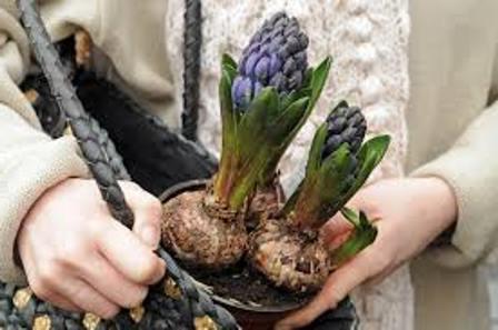 Ali Hyacinths Dig Up Po cveti?