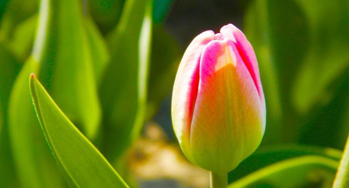 Pri sajenju čebulic tulipanov jeseni