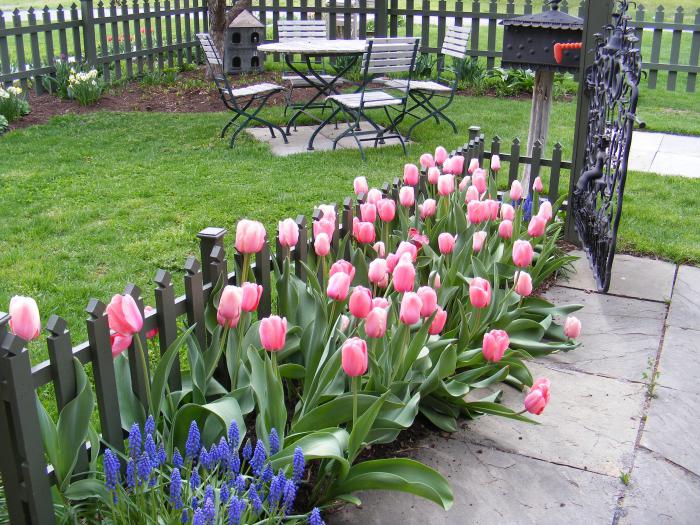 kdy rostli tulipány