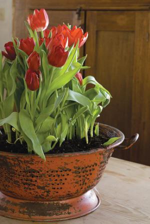 kolik tulipánů na rostlinu