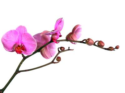 orchidee da interno