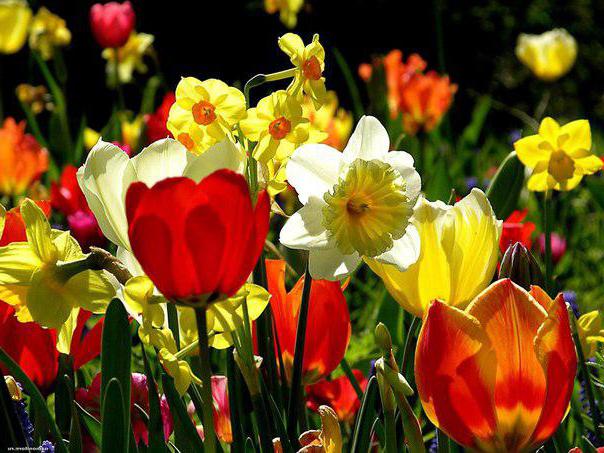 kdy je třeba zasadit tulipány a narcisy