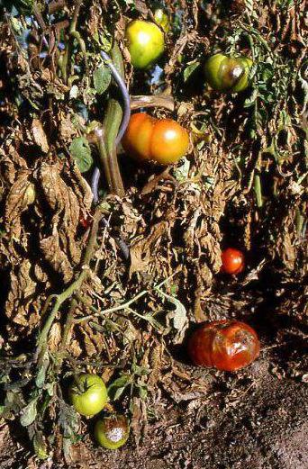 zapobieganie późnemu zarażeniu pomidorów
