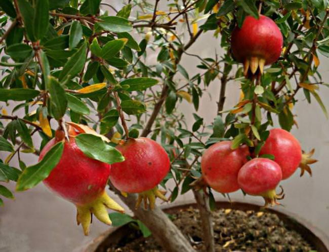 granátové jablko je ovoce nebo bobule