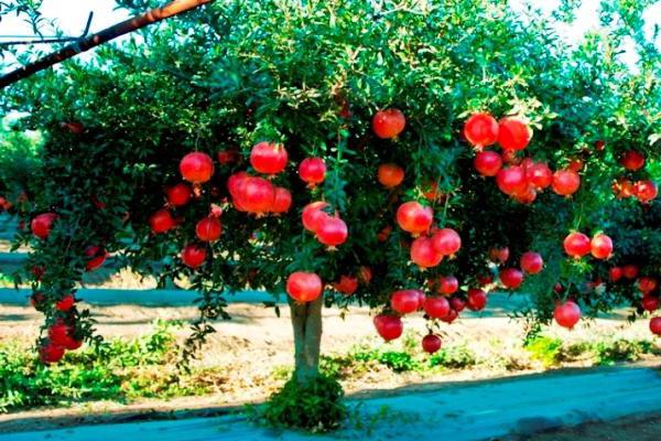 vitamini granatnega jabolka