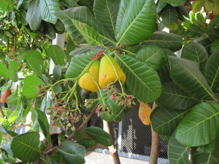 kako rastejo indijski orehi